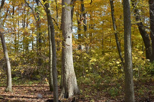 Property photo 5 - 75.3 Acres Offered in 2 Tracts